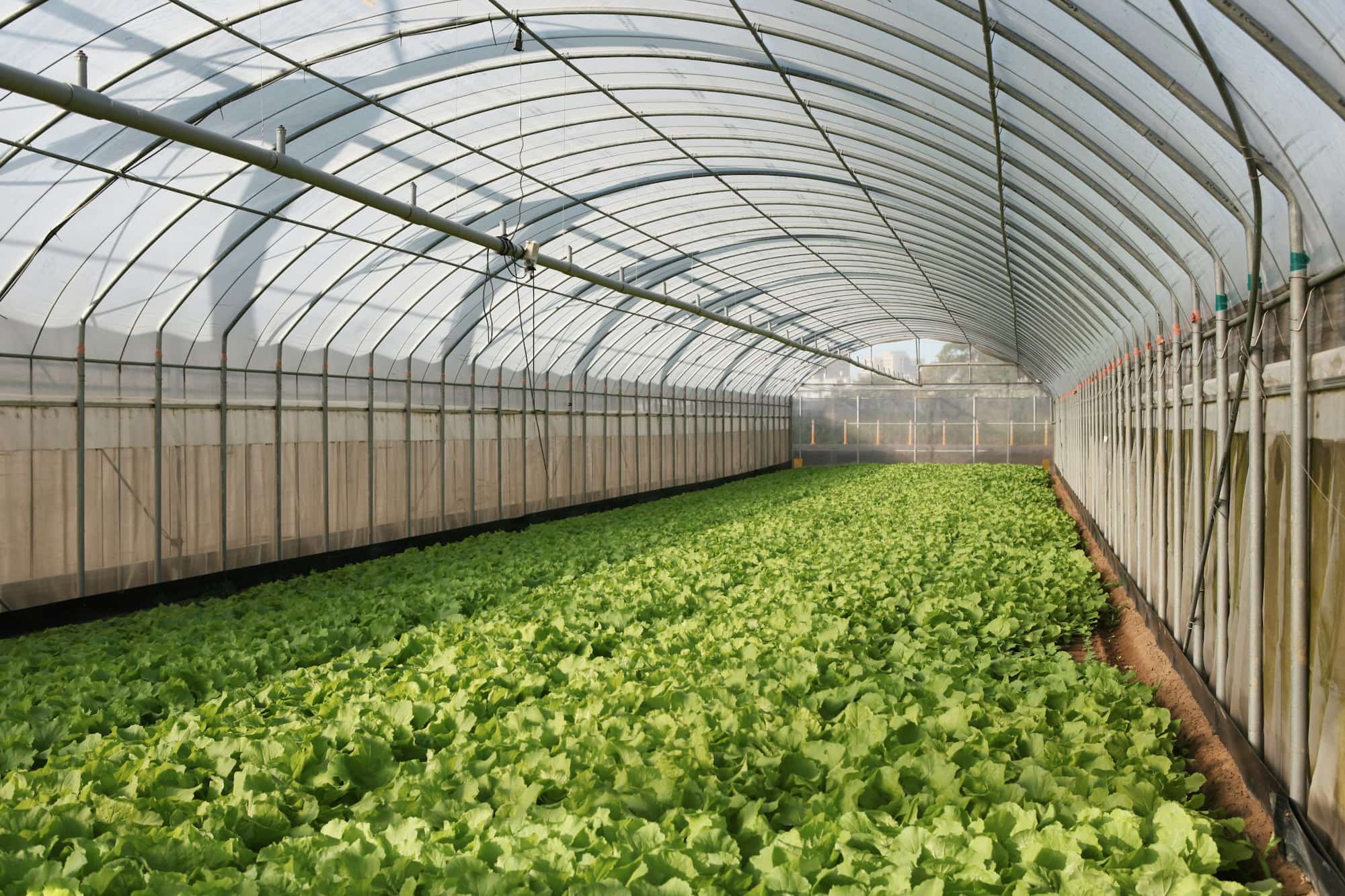 Intérieur d'une serre agricole avec des rangées de cultures maraîchères