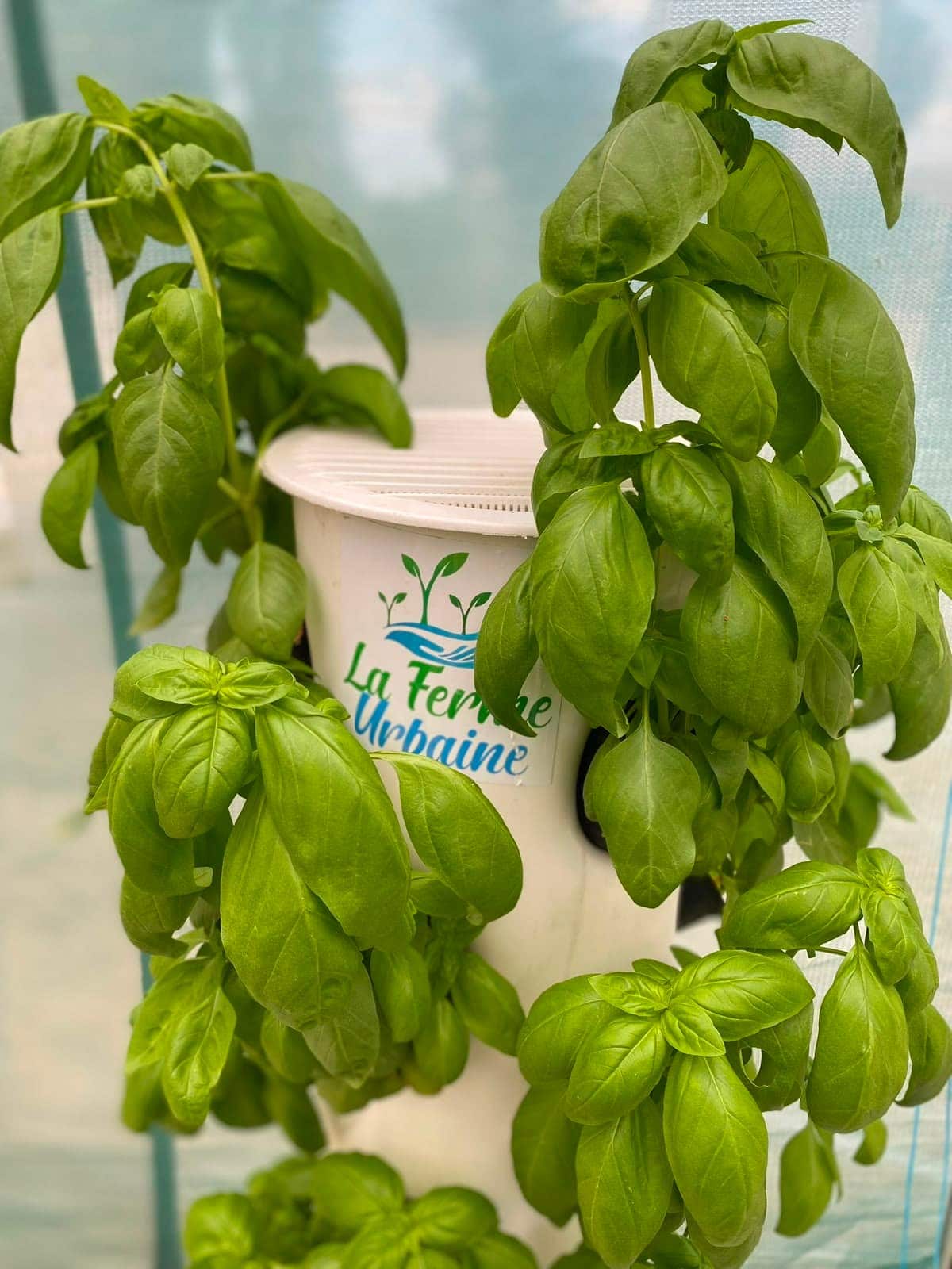 Basilic cultivé sur une tour hydroponique de marque La Ferme Urbaine