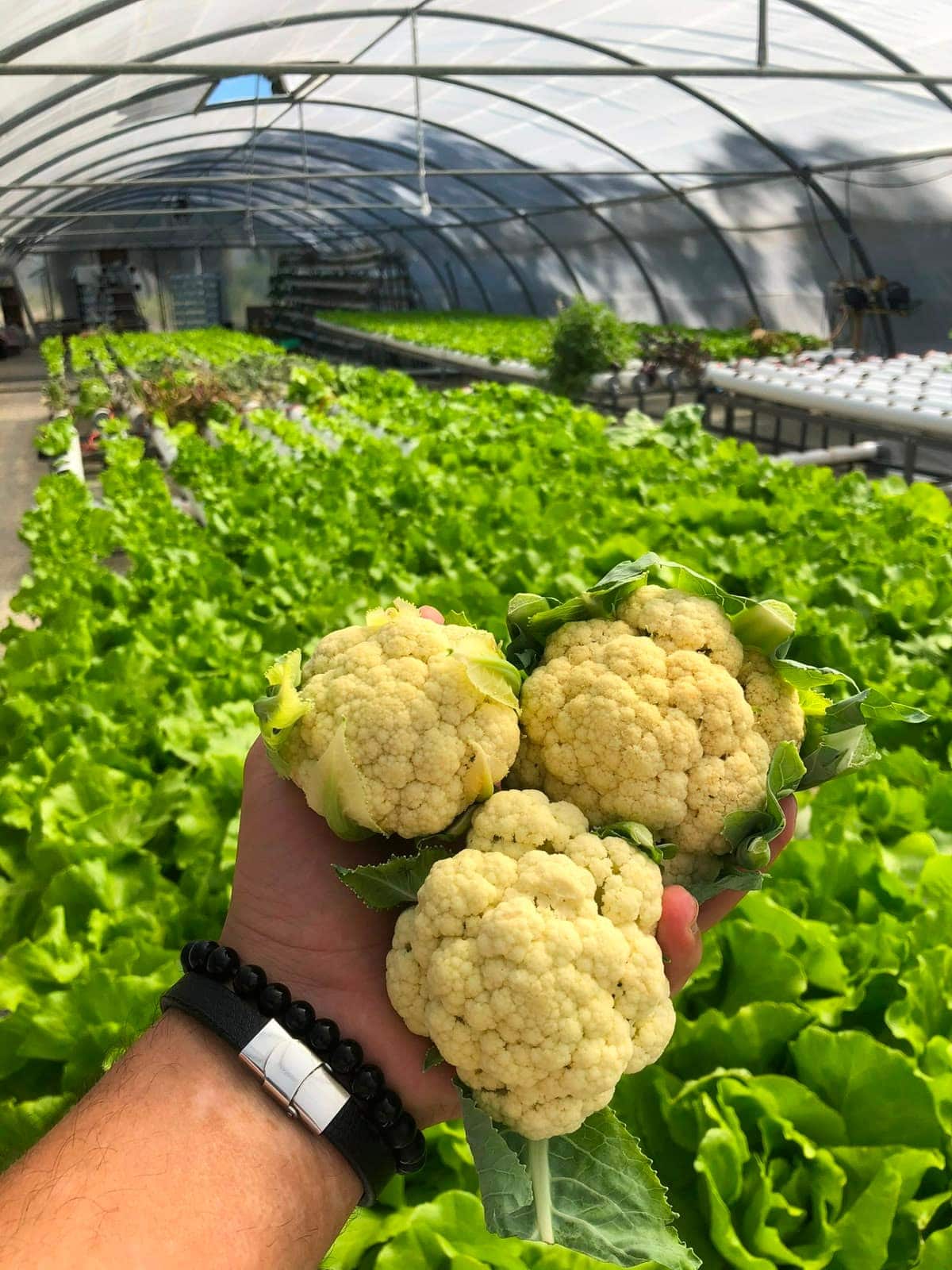 Choux-fleurs récoltés à la main devant des rangées de laitues sous serre