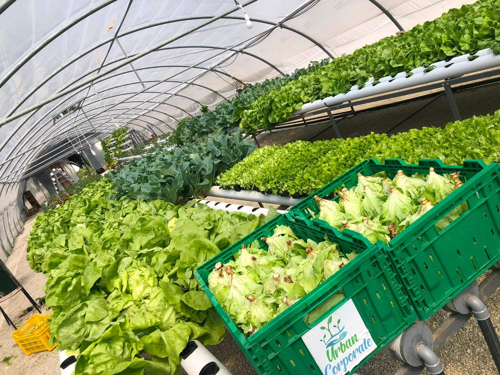 Rangées de laitues, choux et cultures maraîchères variées à l'intérieur de la serre
