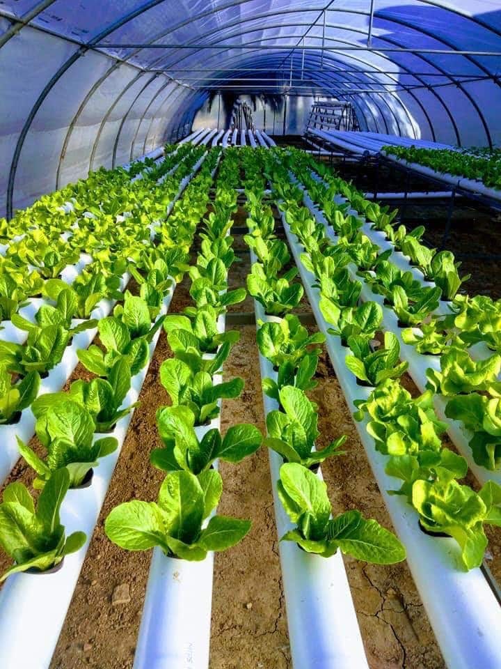Longues rangées de laitues romaines cultivées en canaux NFT sous serre tunnel