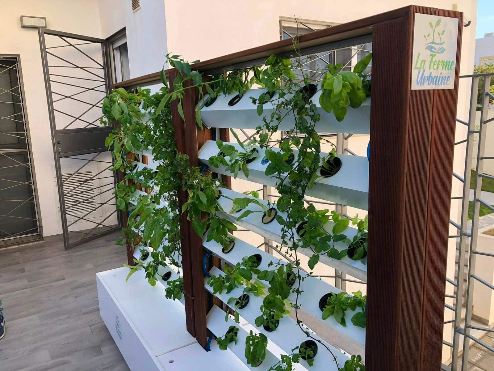 Mur végétal hydroponique de marque La Ferme Urbaine installé sur une terrasse