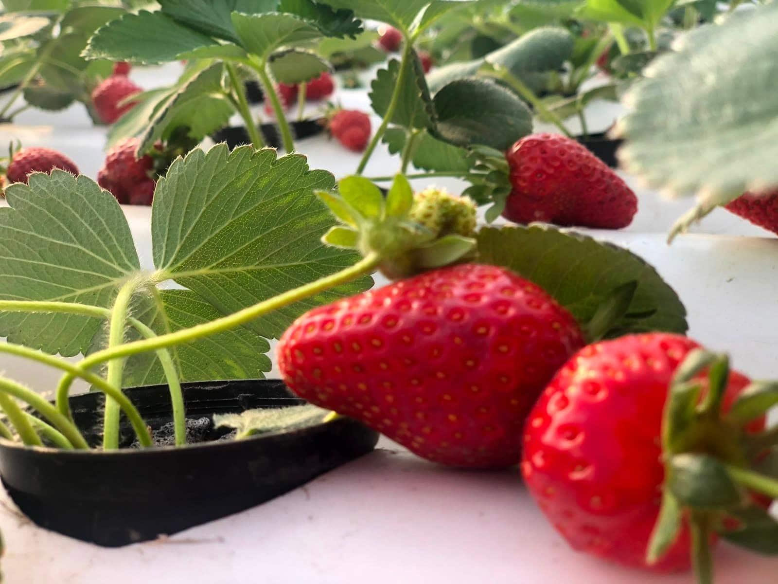 Fraises rouges mûres sur le plant, cultivées en hydroponie