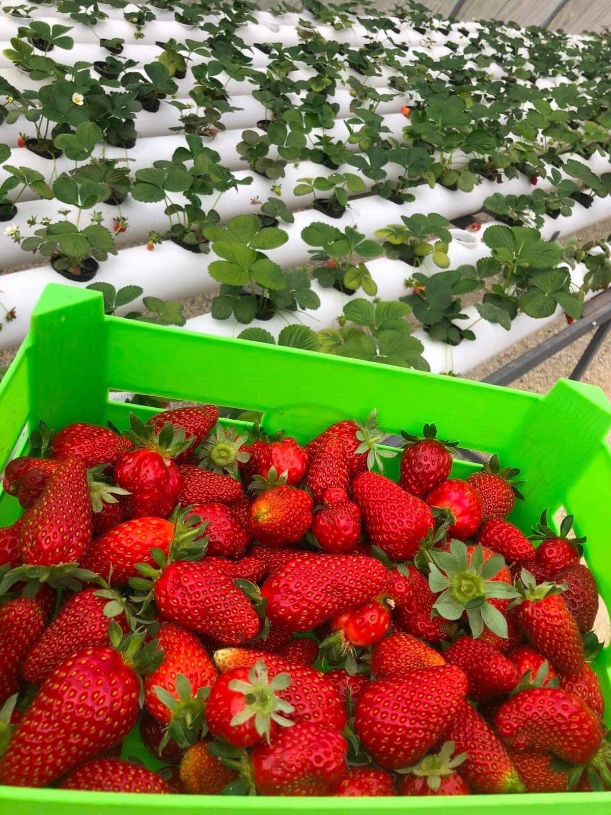 Cagette de fraises fraîchement récoltées devant des rangées de fraisiers hydroponiques