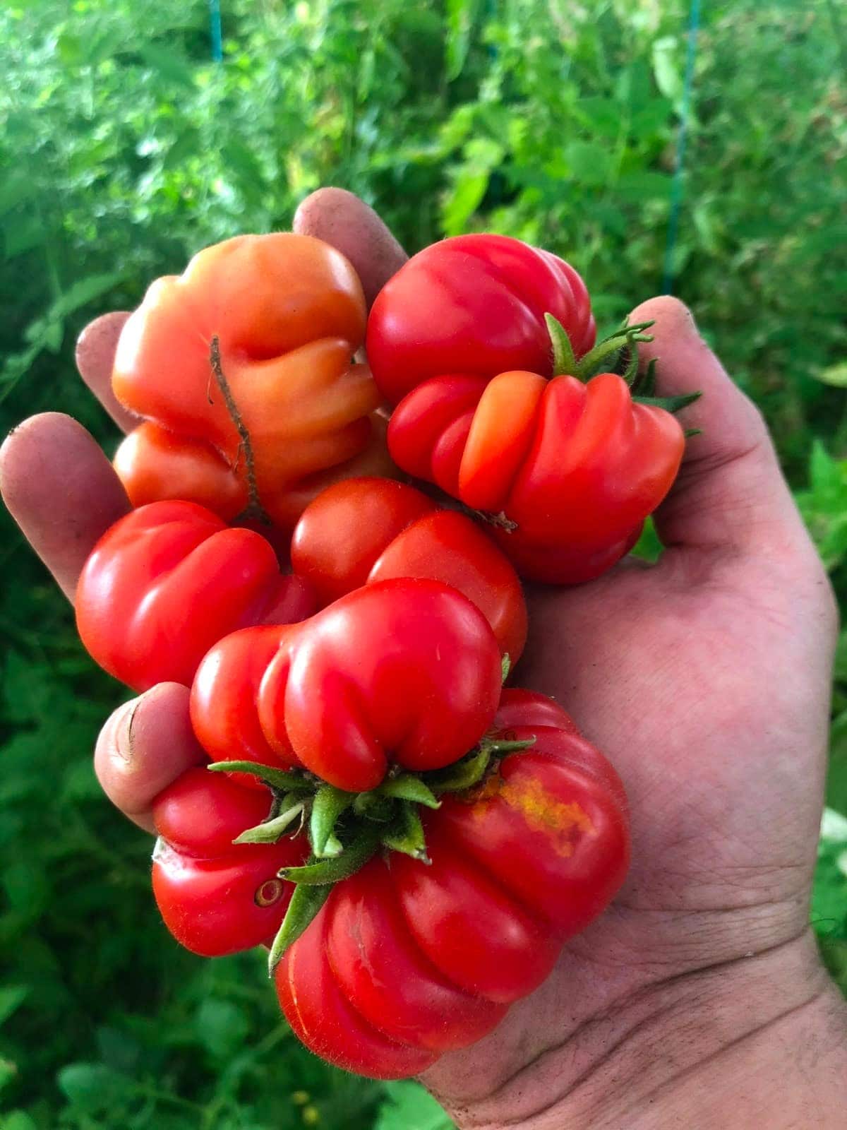Tomates rouges cœur-de-bœuf récoltées à la main dans la serre