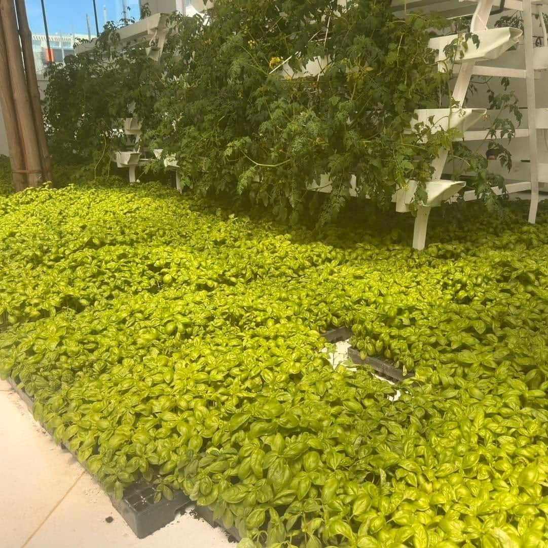 Young basil seedlings in a hydroponic nursery