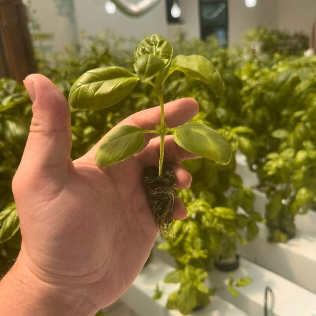 A young basil plant and its roots in an NFT growing pot