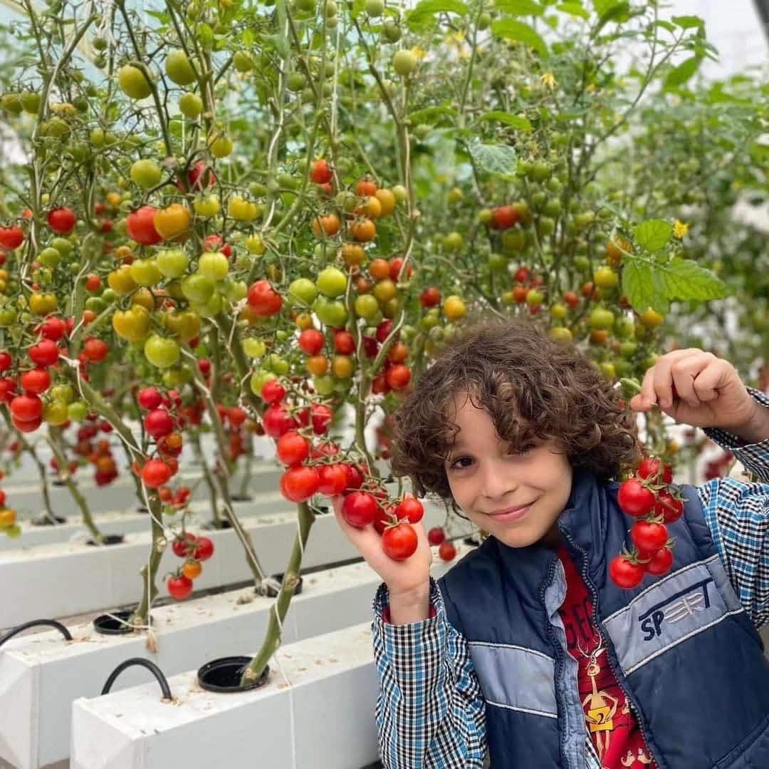 A cluster of ripe cherry tomatoes grown hydroponically