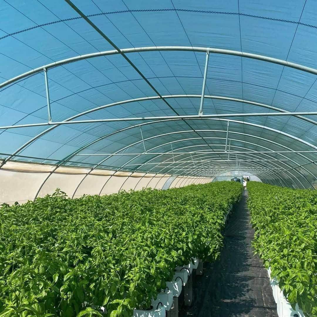 صفوف من الريحان مزروعة بالزراعة المائية داخل بيت محمي لـLa Ferme Urbaine