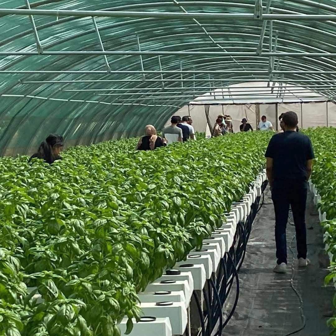 Visite d'une serre de production de basilic en système hydroponique