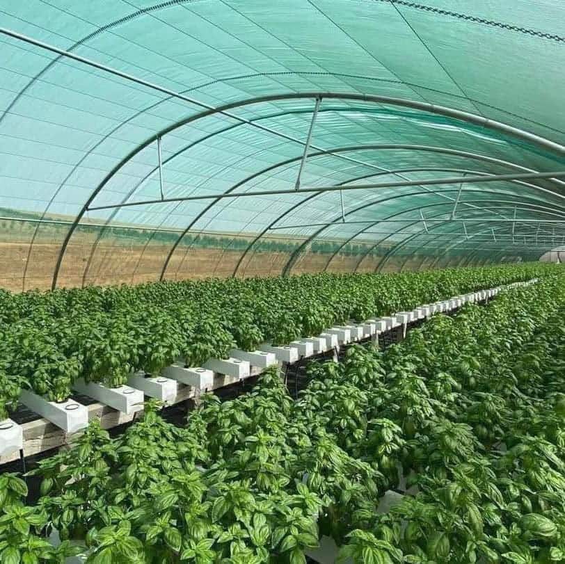 Long rows of basil inside a hydroponic tunnel greenhouse