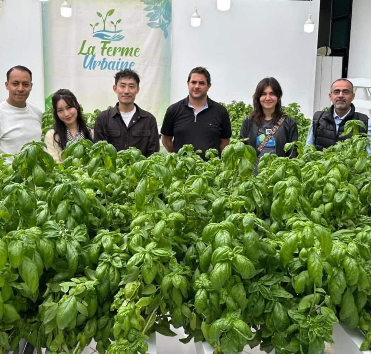 The La Ferme Urbaine team standing in front of a greenhouse basil crop