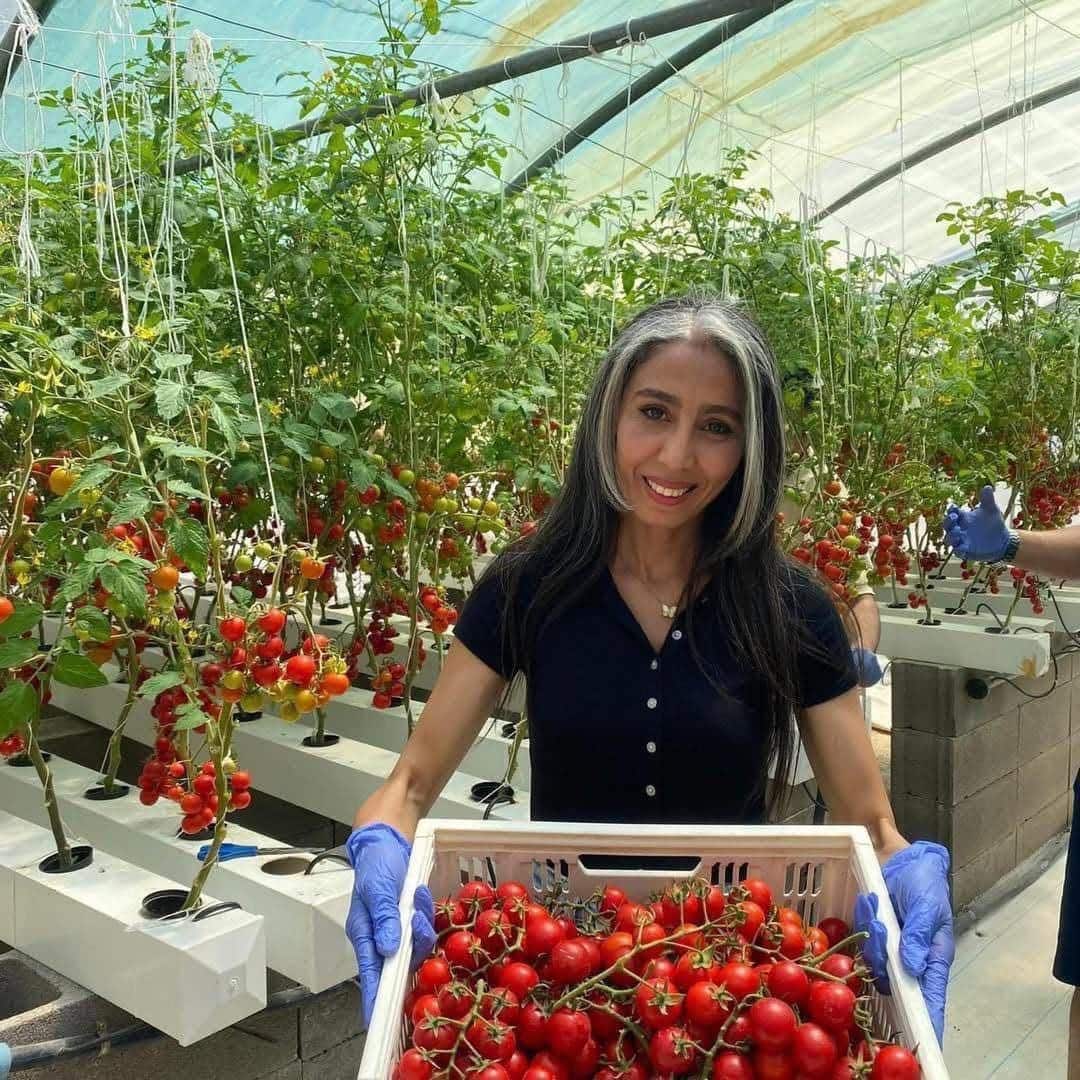 Harvesting cherry tomatoes grown hydroponically under a greenhouse