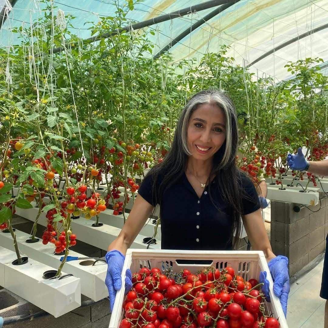 Jeunes plants cultivés en système hydroponique